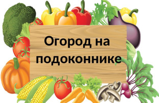 Огород на подоконнике в "Колокольчике" Огород на подоконнике в "Колокольчике".